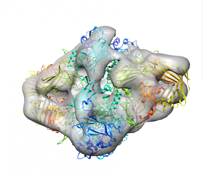 ファイル:rln-inimodel2.png
